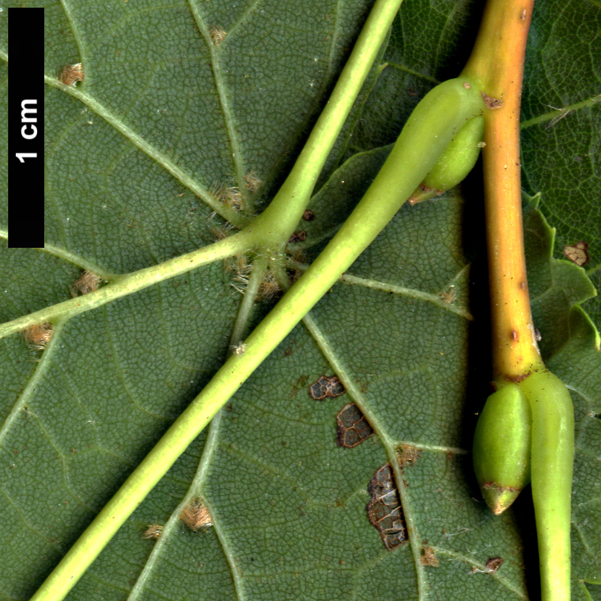 High resolution image: Family: Malvaceae - Genus: Tilia - Taxon: dasystyla - SpeciesSub: subsp. dasystyla